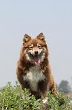 CHIEN FINNOIS DE LAPONIE 172
